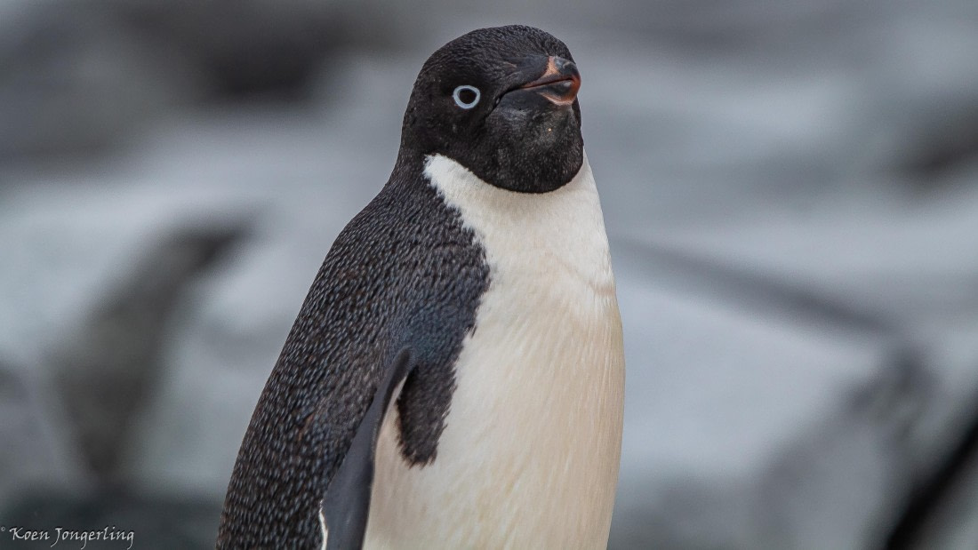 OTL29-25, Day 5, IMG_7963 © Koen Jongerling - Oceanwide Expeditions.jpg