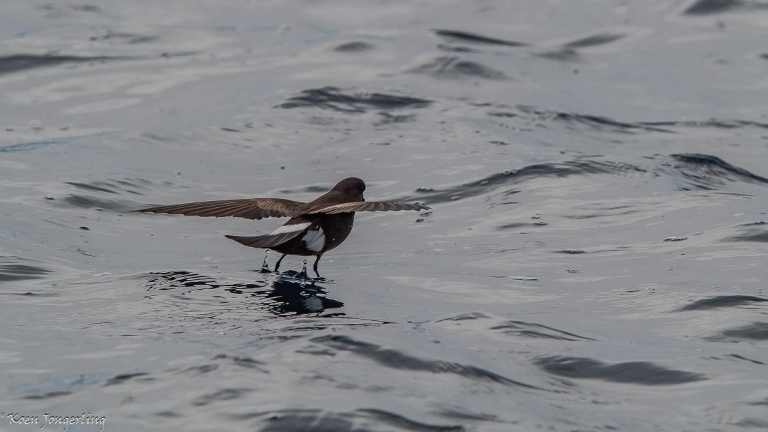 OTL29-25, Day 5, IMG_7979 © Koen Jongerling - Oceanwide Expeditions.jpg