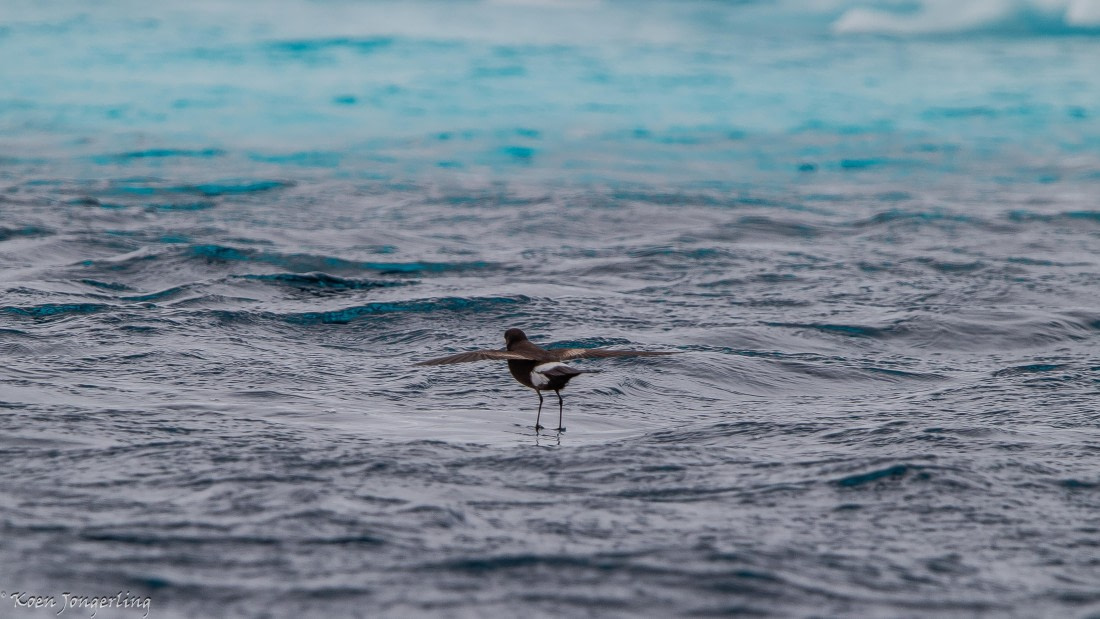 OTL29-25, Day 5, IMG_7991 © Koen Jongerling - Oceanwide Expeditions.jpg