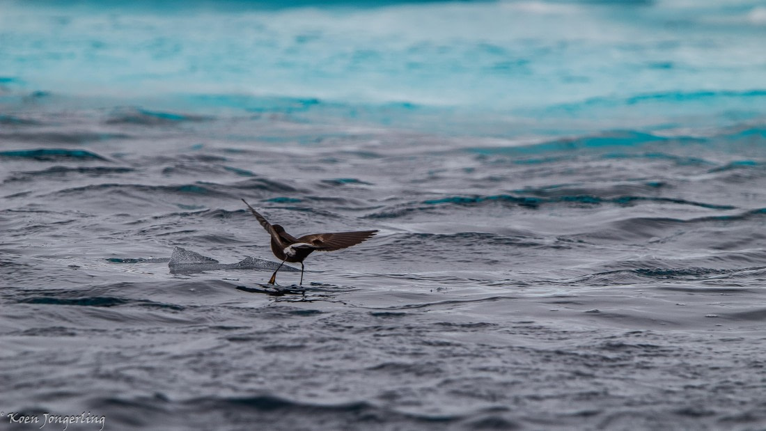 OTL29-25, Day 5, IMG_7994 © Koen Jongerling - Oceanwide Expeditions.jpg