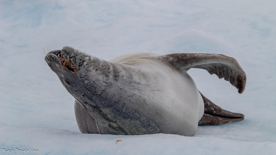 OTL29-25, Day 5, IMG_8014 © Koen Jongerling - Oceanwide Expeditions.jpg