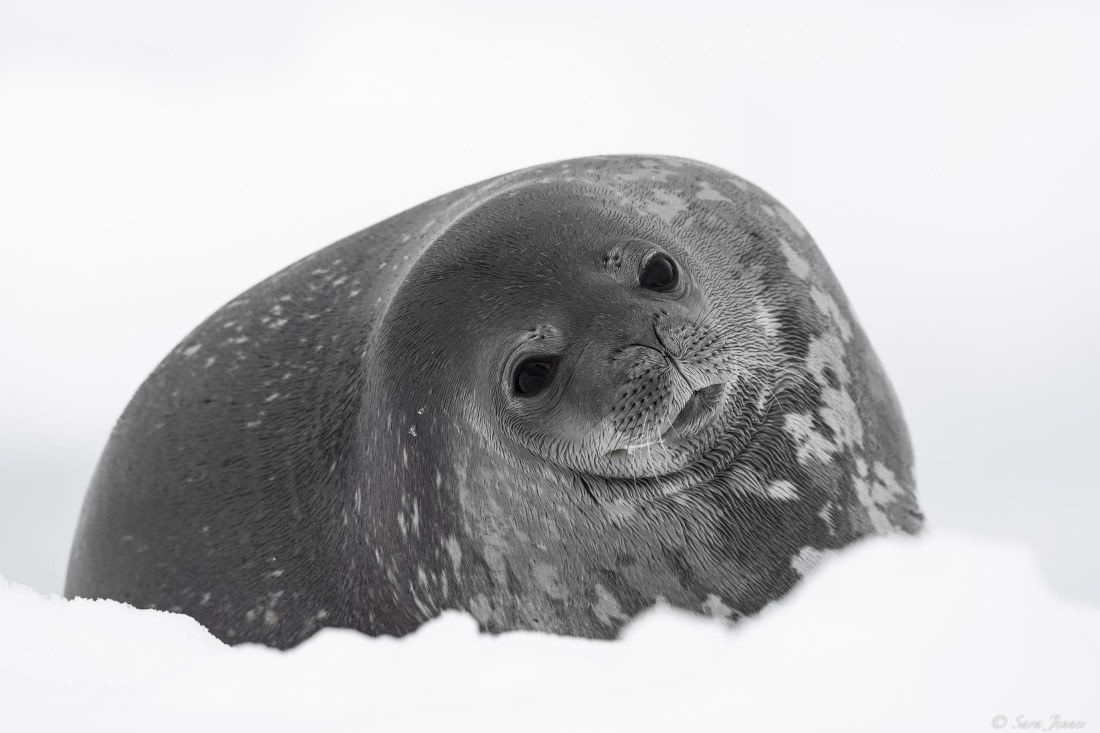 OTL29-25, Day 5, Weddell Seal © Sara Jenner - Oceanwide Expeditions.jpg