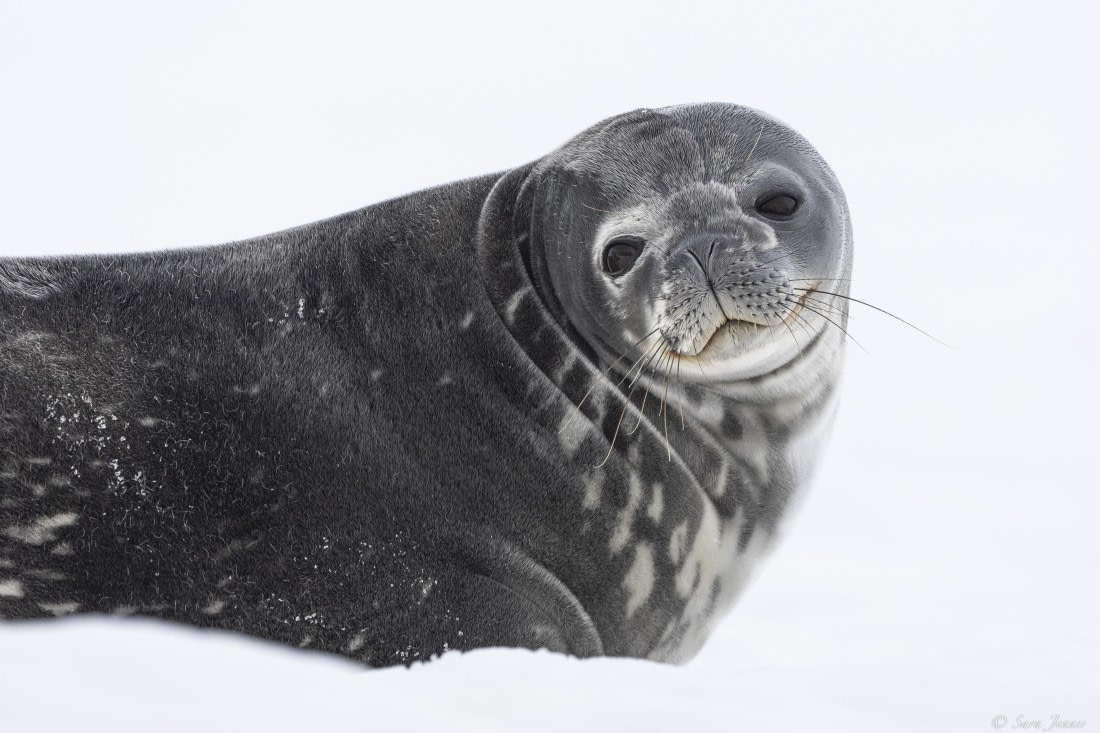 OTL29-25, Day 5, Weddell Seal 2 © Sara Jenner - Oceanwide Expeditions.jpg