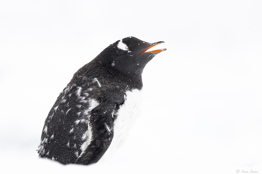 OTL29-25, Day 6, Gentoo © Sara Jenner - Oceanwide Expeditions.jpg