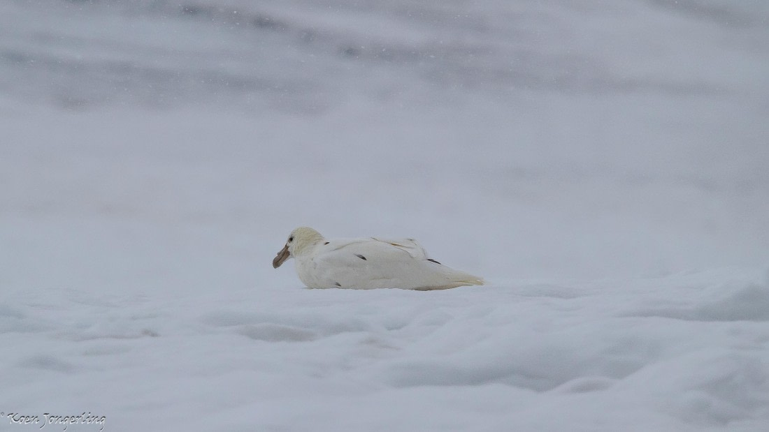 OTL29-25, Day 6, IMG_8029 © Koen Jongerling - Oceanwide Expeditions.jpg