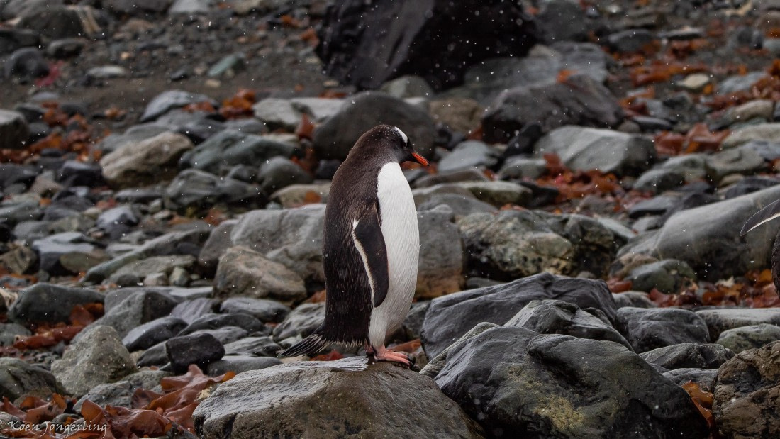 OTL29-25, Day 6, IMG_8028 © Koen Jongerling - Oceanwide Expeditions.jpg