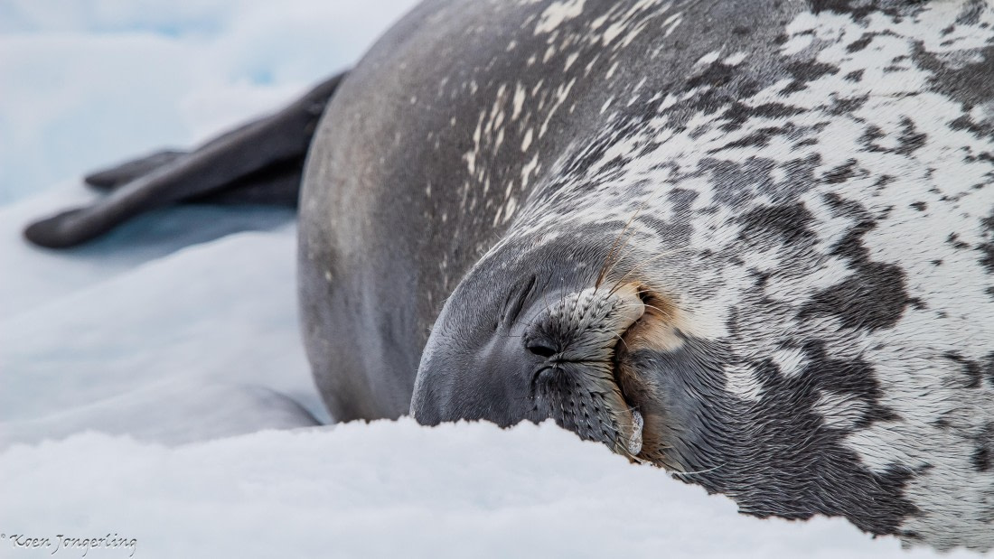 OTL29-25, Day 6, IMG_8055 © Koen Jongerling - Oceanwide Expeditions.jpg