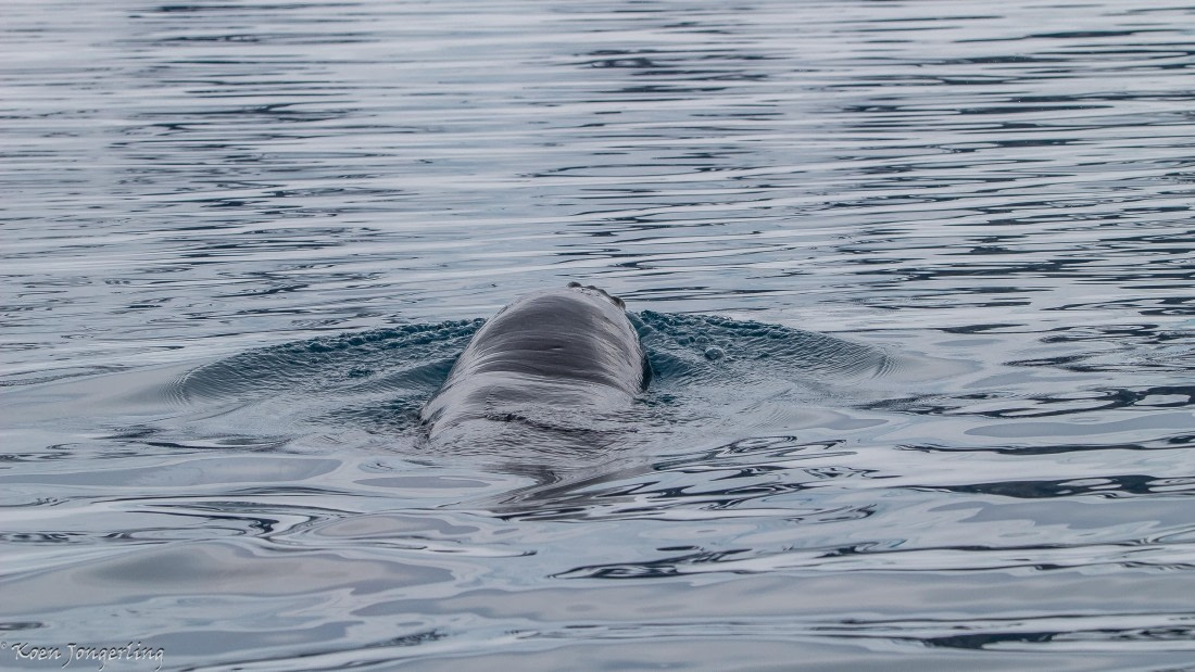 OTL29-25, Day 6, IMG_8058 © Koen Jongerling - Oceanwide Expeditions.jpg