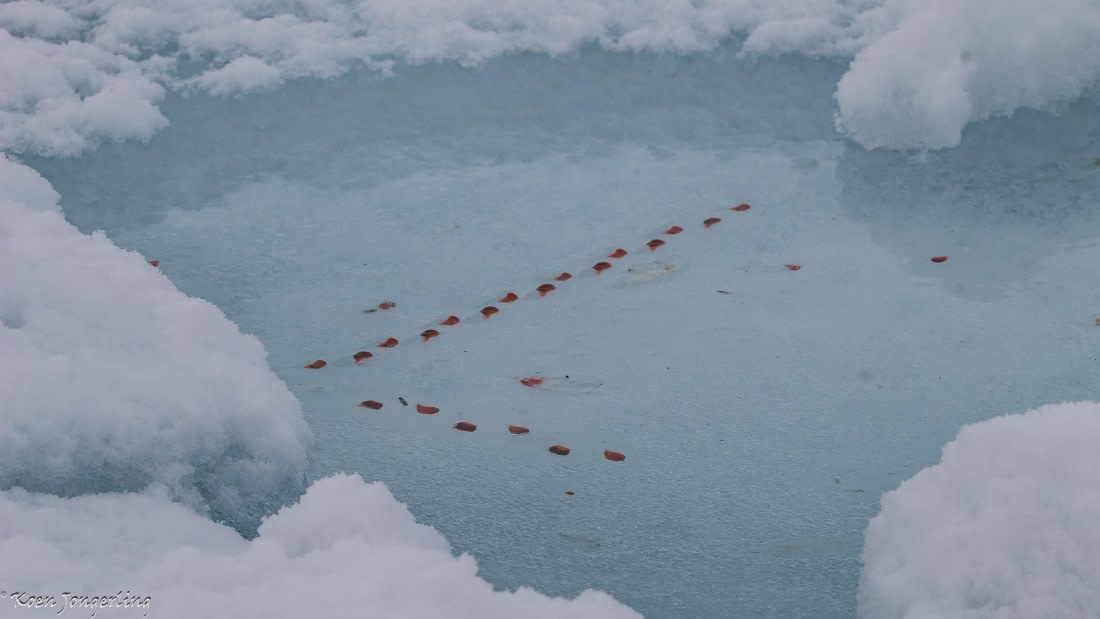 OTL29-25, Day 6, IMG_8065 © Koen Jongerling - Oceanwide Expeditions.jpg