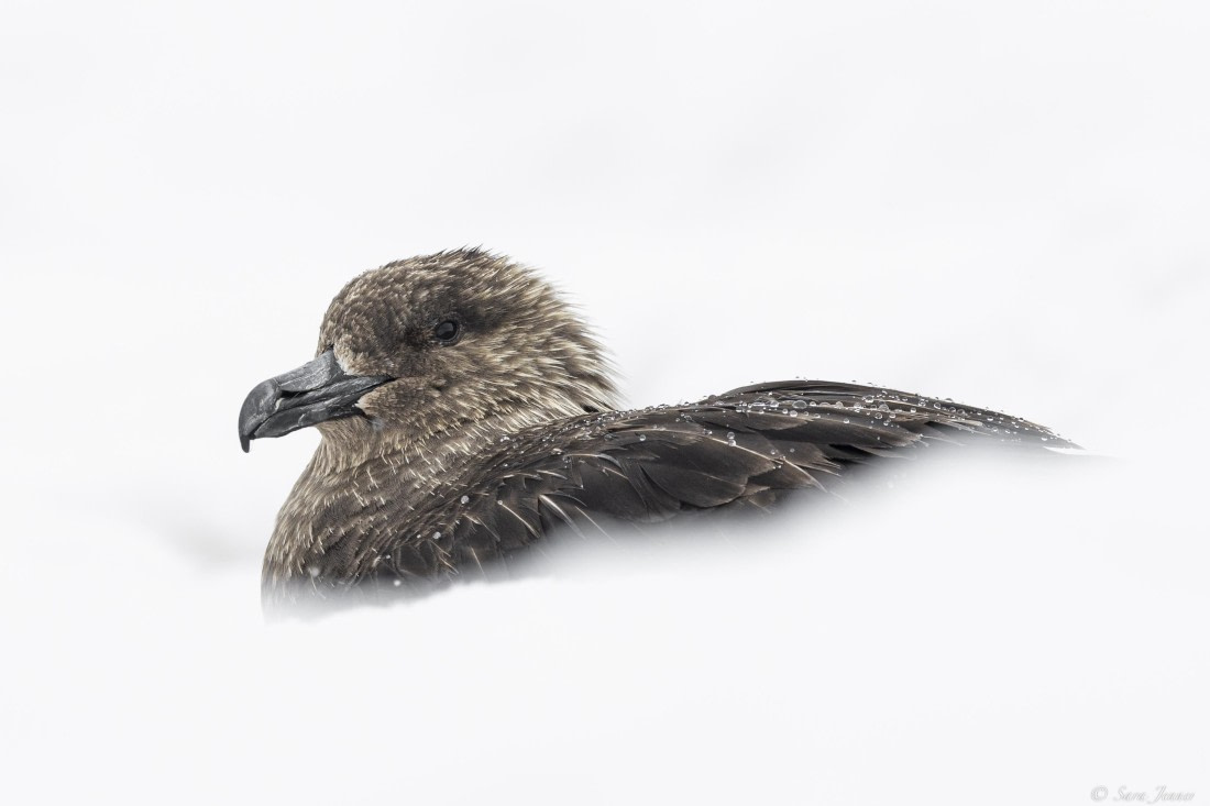 OTL29-25, Day 6, Skua 1 © Sara Jenner - Oceanwide Expeditions.jpg