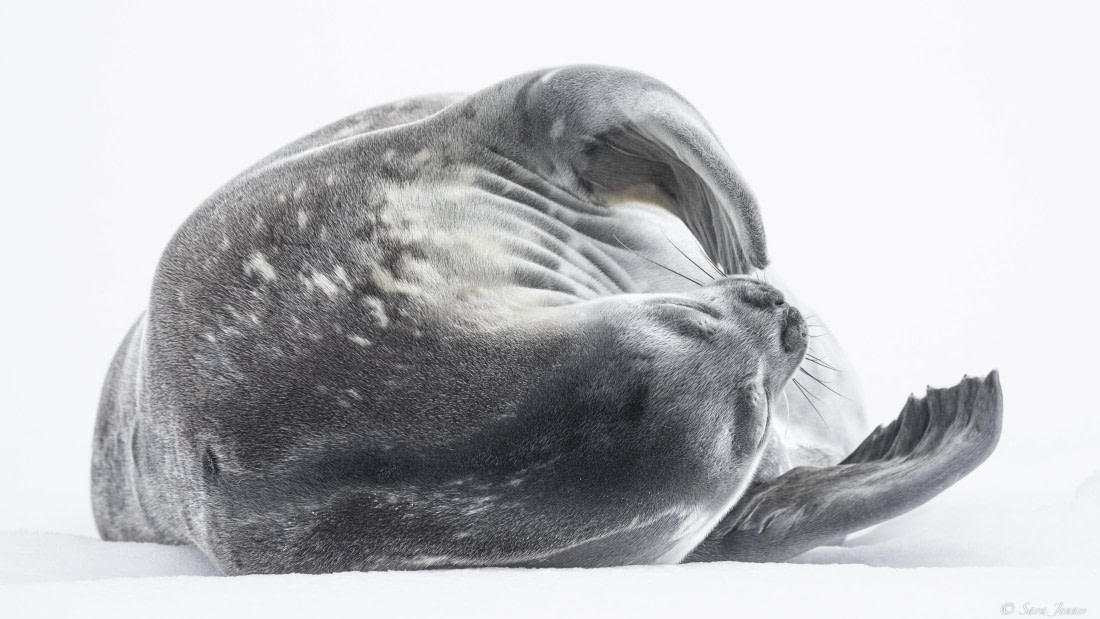 OTL29-25, Day 6, Weddell Seal (2) © Koen Jongerling - Oceanwide Expeditions.jpg