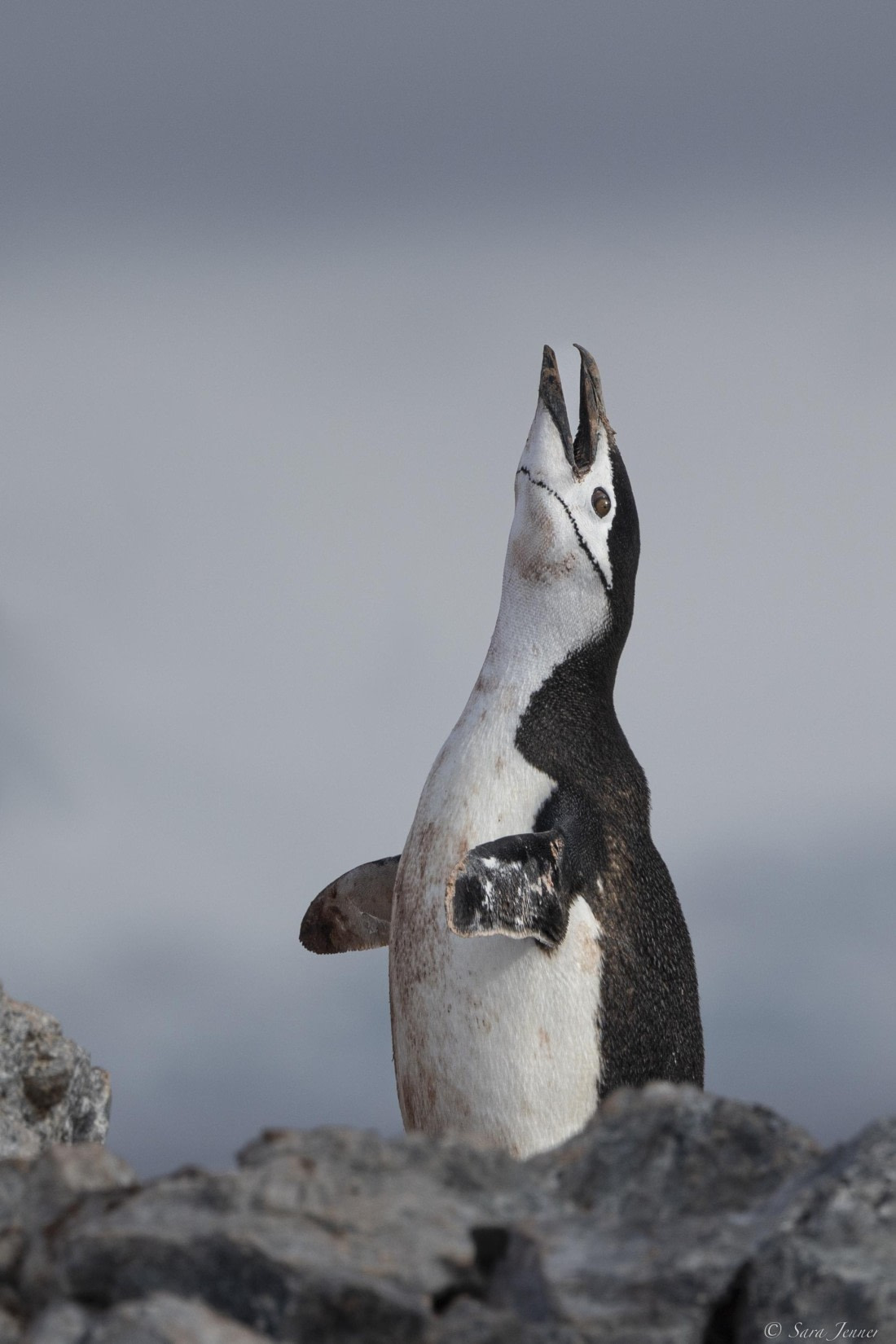 OTL29-25, Day 7, Chinstap 2 © Sara Jenner - Oceanwide Expeditions.jpg