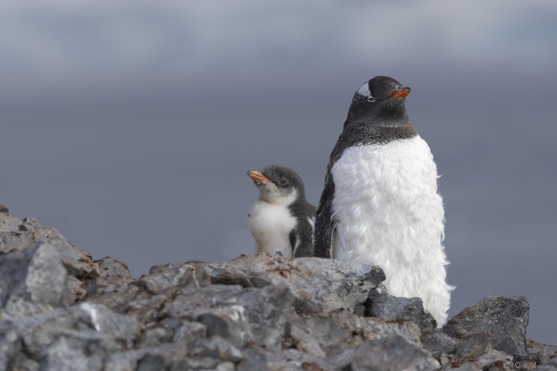 OTL29-25, Day 7, Gentoo and chick © Sara Jenner - Oceanwide Expeditions.jpg