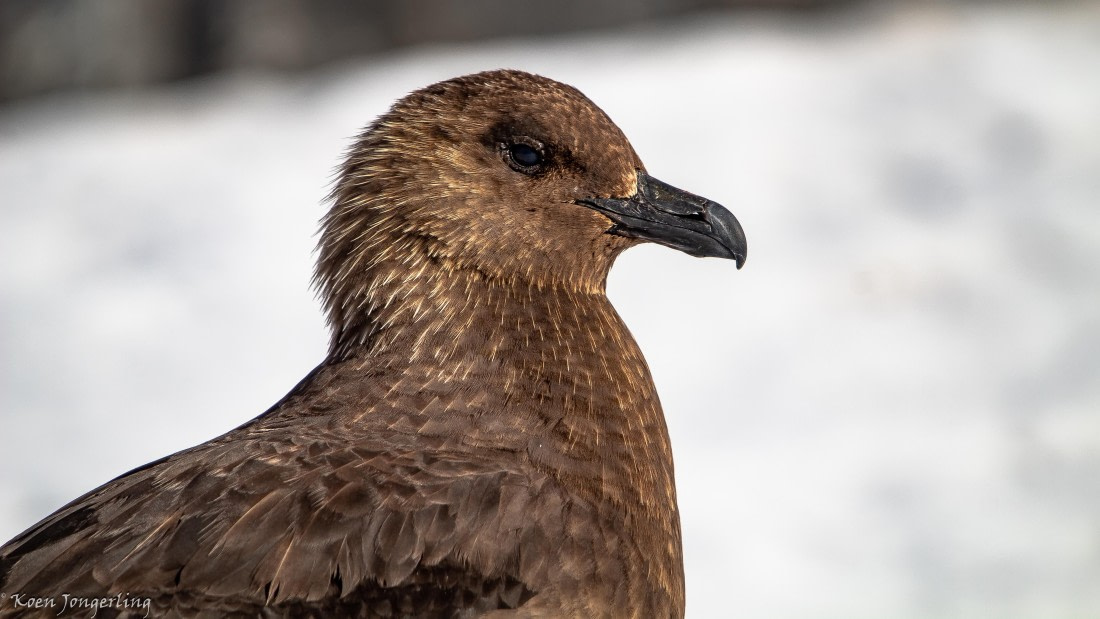 OTL29-25, Day 7, IMG_8174 © Koen Jongerling - Oceanwide Expeditions.jpg