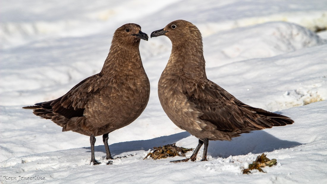 OTL29-25, Day 7, IMG_8181 © Koen Jongerling - Oceanwide Expeditions.jpg