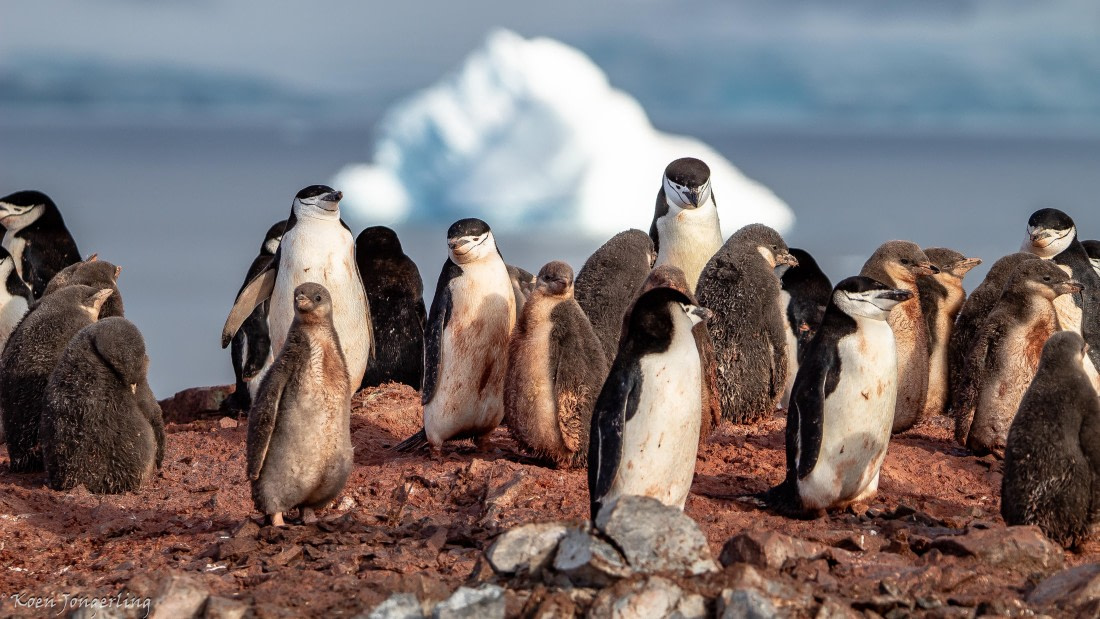 OTL29-25, Day 7, IMG_8191 © Koen Jongerling - Oceanwide Expeditions.jpg