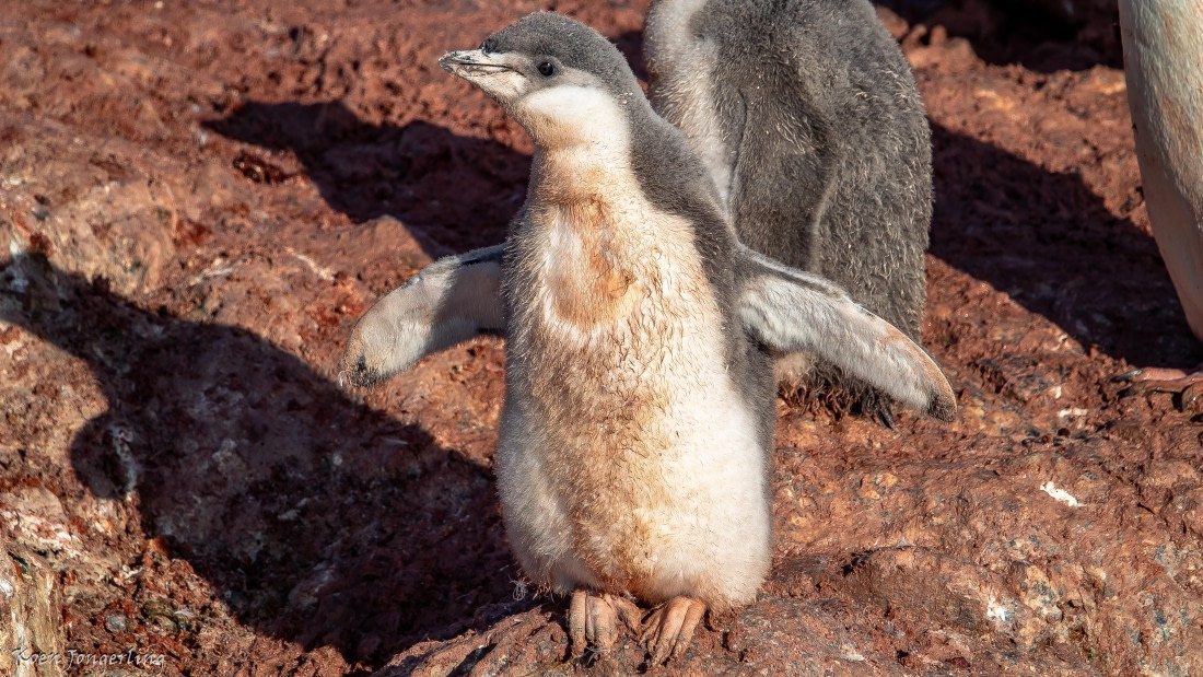 OTL29-25, Day 7, IMG_8199 © Koen Jongerling - Oceanwide Expeditions.jpg