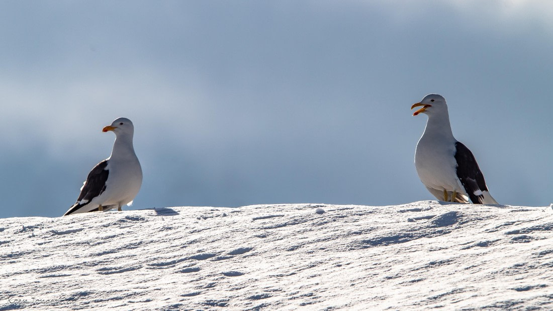OTL29-25, Day 7, IMG_8232 © Koen Jongerling - Oceanwide Expeditions.jpg