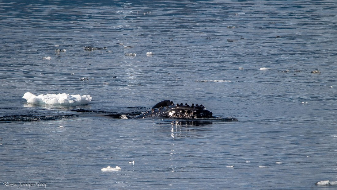 OTL29-25, Day 7, IMG_8234 © Koen Jongerling - Oceanwide Expeditions.jpg