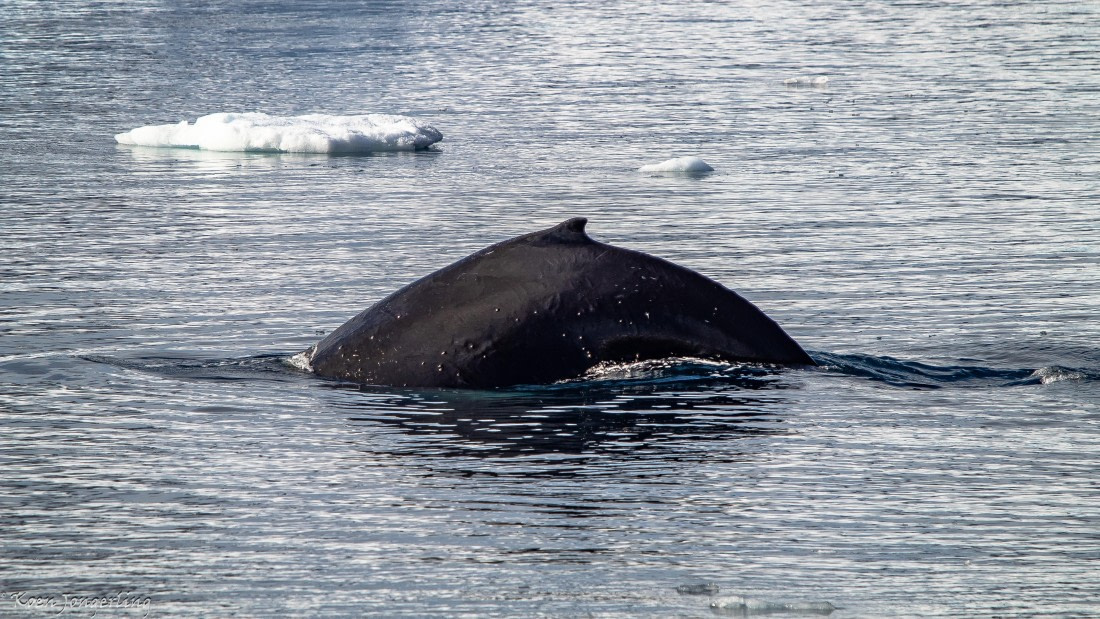 OTL29-25, Day 7, IMG_8241 © Koen Jongerling - Oceanwide Expeditions.jpg