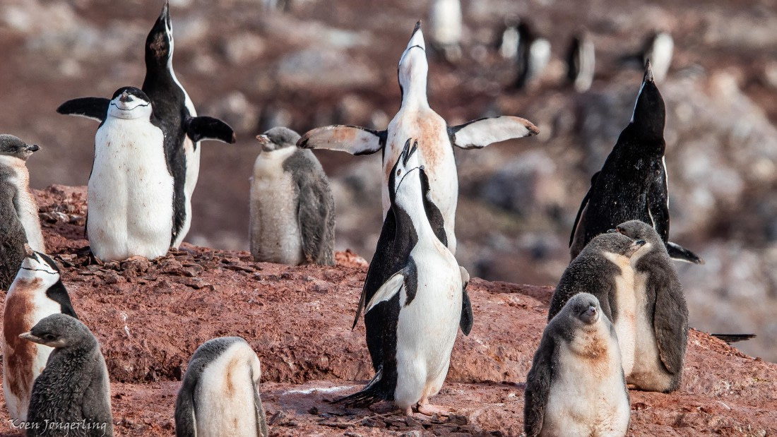 OTL29-25, Day 7, IMG_8270 © Koen Jongerling - Oceanwide Expeditions.jpg