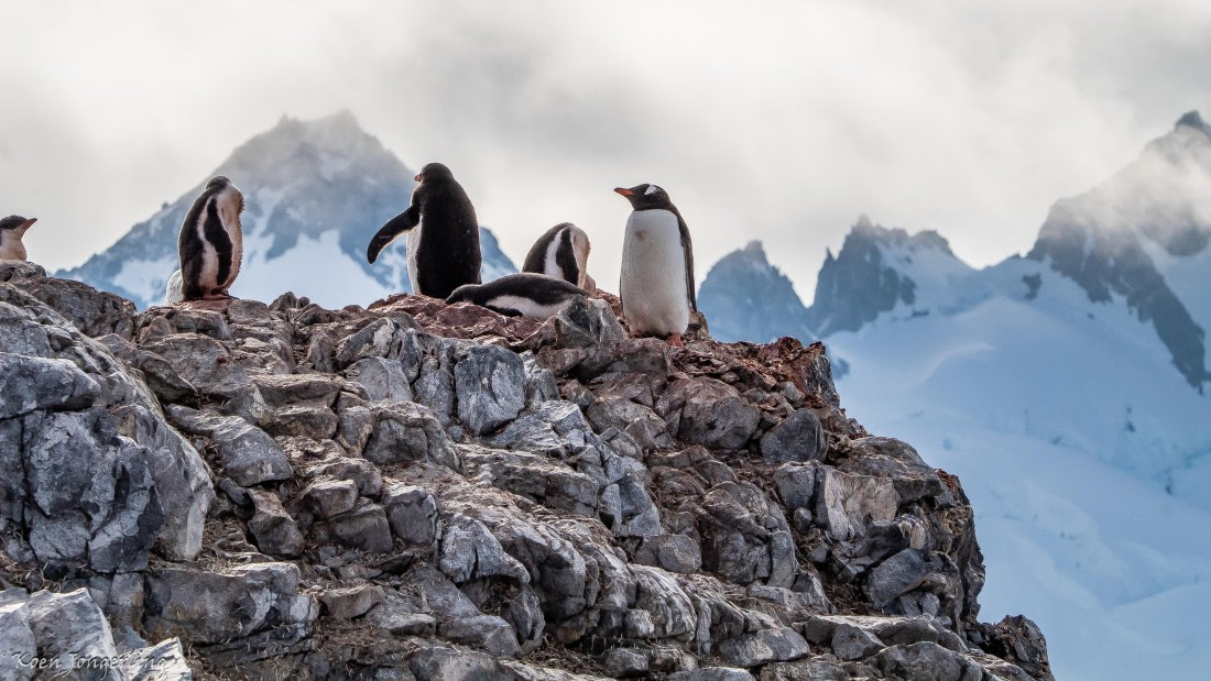 OTL29-25, Day 7, IMG_8293 © Koen Jongerling - Oceanwide Expeditions.jpg