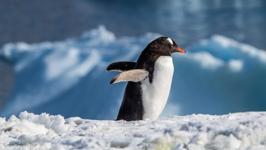 OTL29-25, Day 7, IMG_8309 © Koen Jongerling - Oceanwide Expeditions.jpg