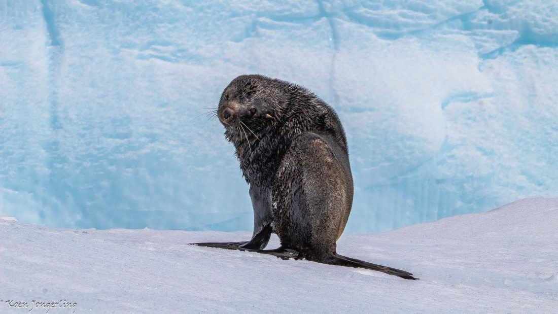 OTL29-25, Day 7, IMG_8317 © Koen Jongerling - Oceanwide Expeditions.jpg