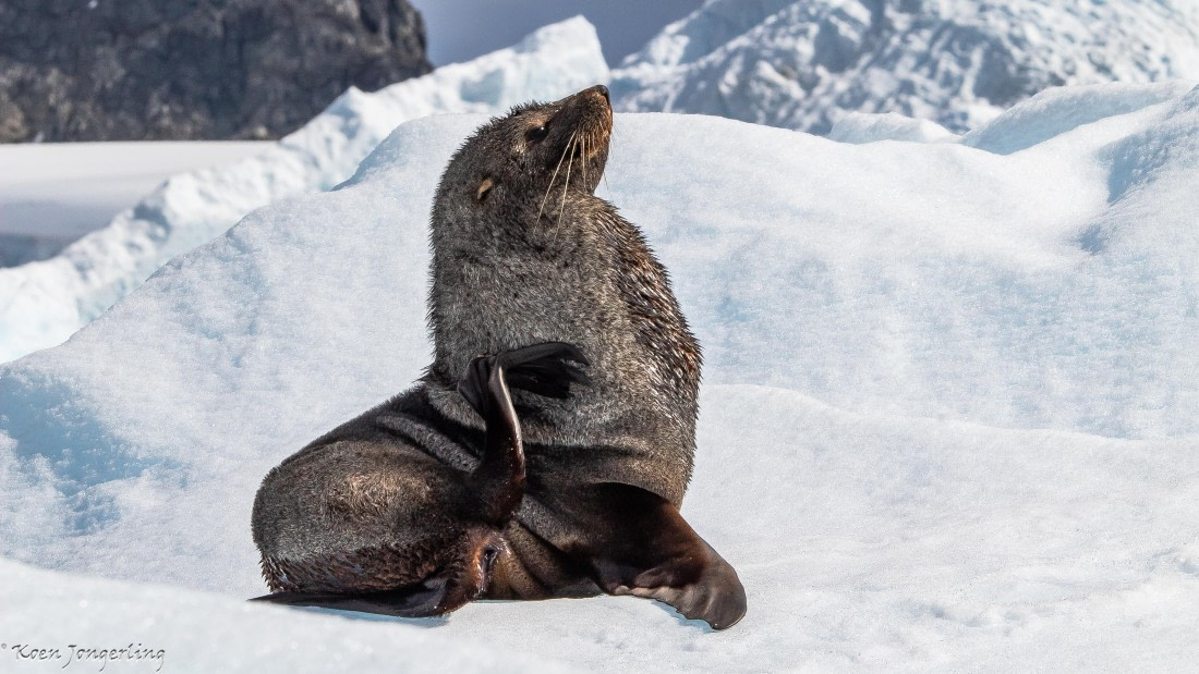 OTL29-25, Day 7, IMG_8319 © Koen Jongerling - Oceanwide Expeditions.jpg