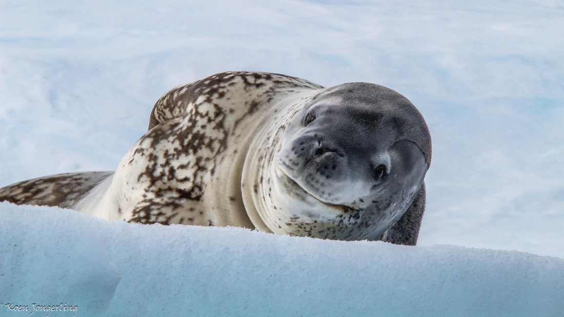 OTL29-25, Day 7, IMG_8325 © Koen Jongerling - Oceanwide Expeditions.jpg