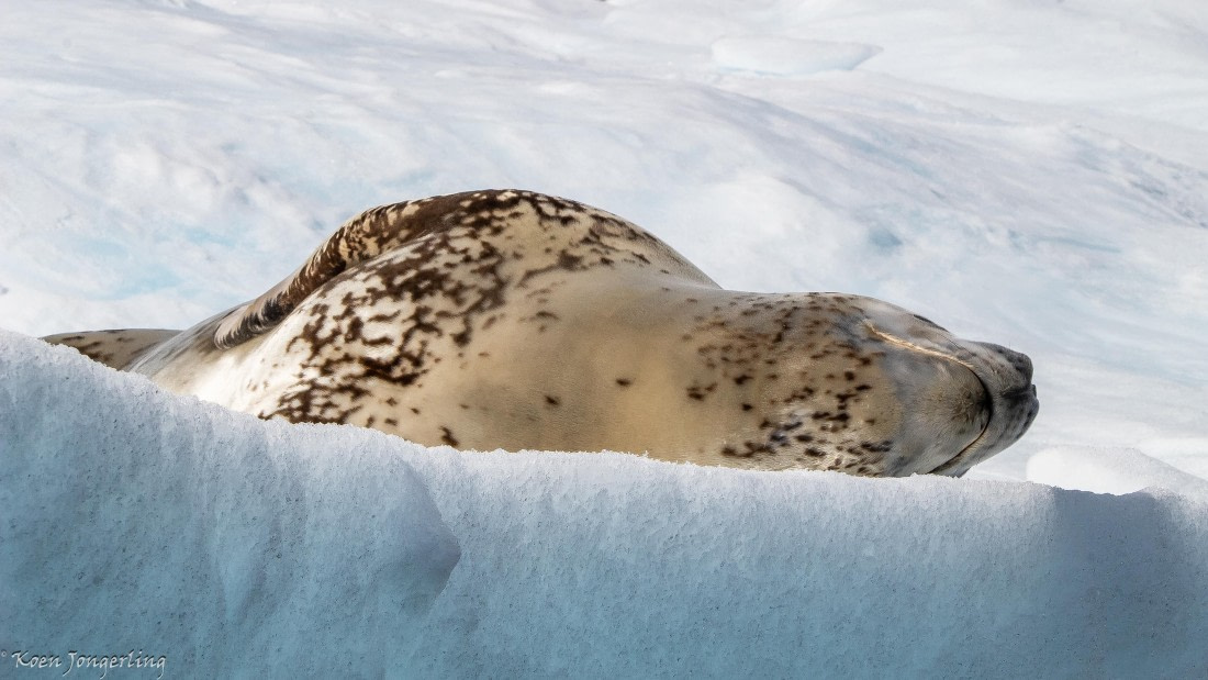 OTL29-25, Day 7, IMG_8328 © Koen Jongerling - Oceanwide Expeditions.jpg