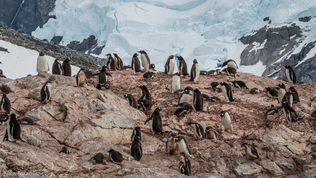 OTL29-25, Day 7, IMG_8337 © Koen Jongerling - Oceanwide Expeditions.jpg