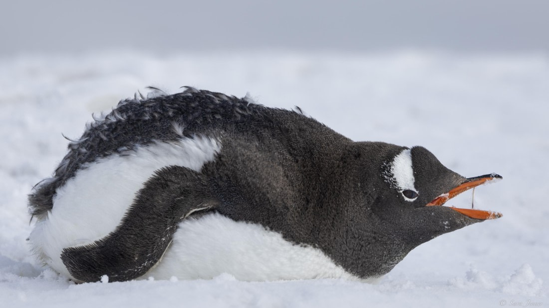 OTL29-25, Day 7, Moulting gentoo 1 © Sara Jenner - Oceanwide Expeditions.jpg