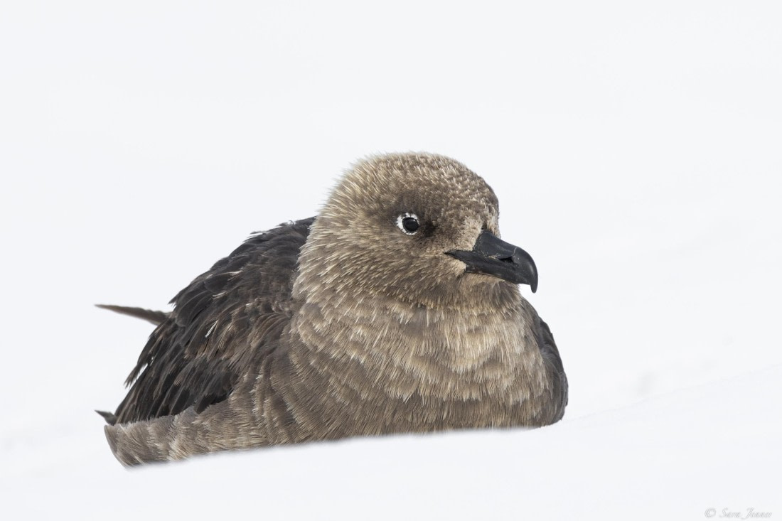 OTL29-25, Day 7, Skua © Sara Jenner - Oceanwide Expeditions.jpg