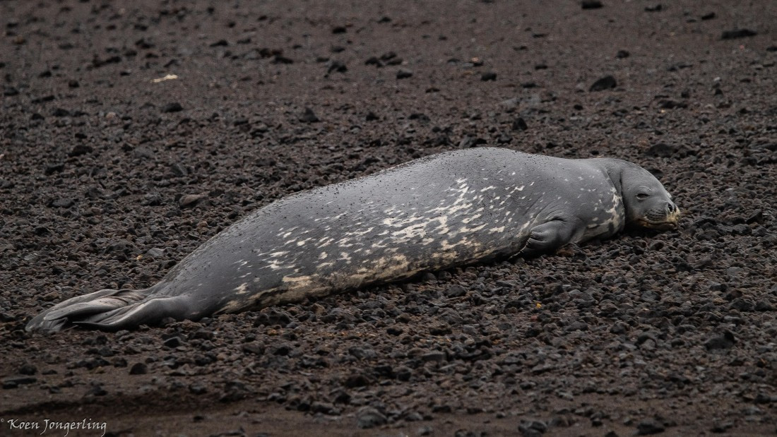 OTL29-25, Day 8, IMG_8371 © Koen Jongerling - Oceanwide Expeditions.jpg