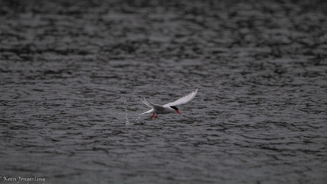 OTL29-25, Day 8, IMG_8383 © Koen Jongerling - Oceanwide Expeditions.jpg