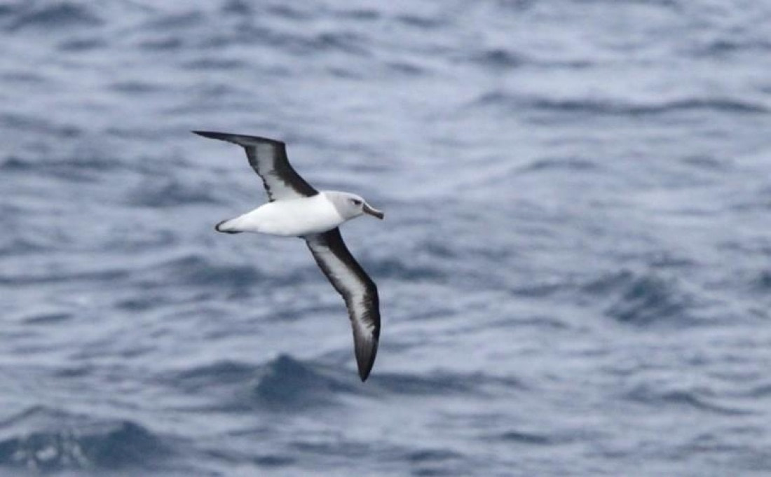 OTL29-25, Day 10, Picture1 © Unknown photographer - Oceanwide Expeditions.jpg