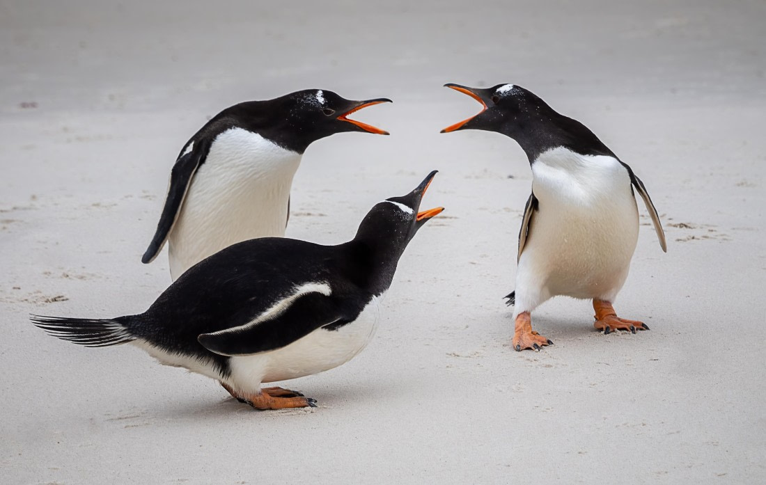 Squabbling Gentoo Penguin