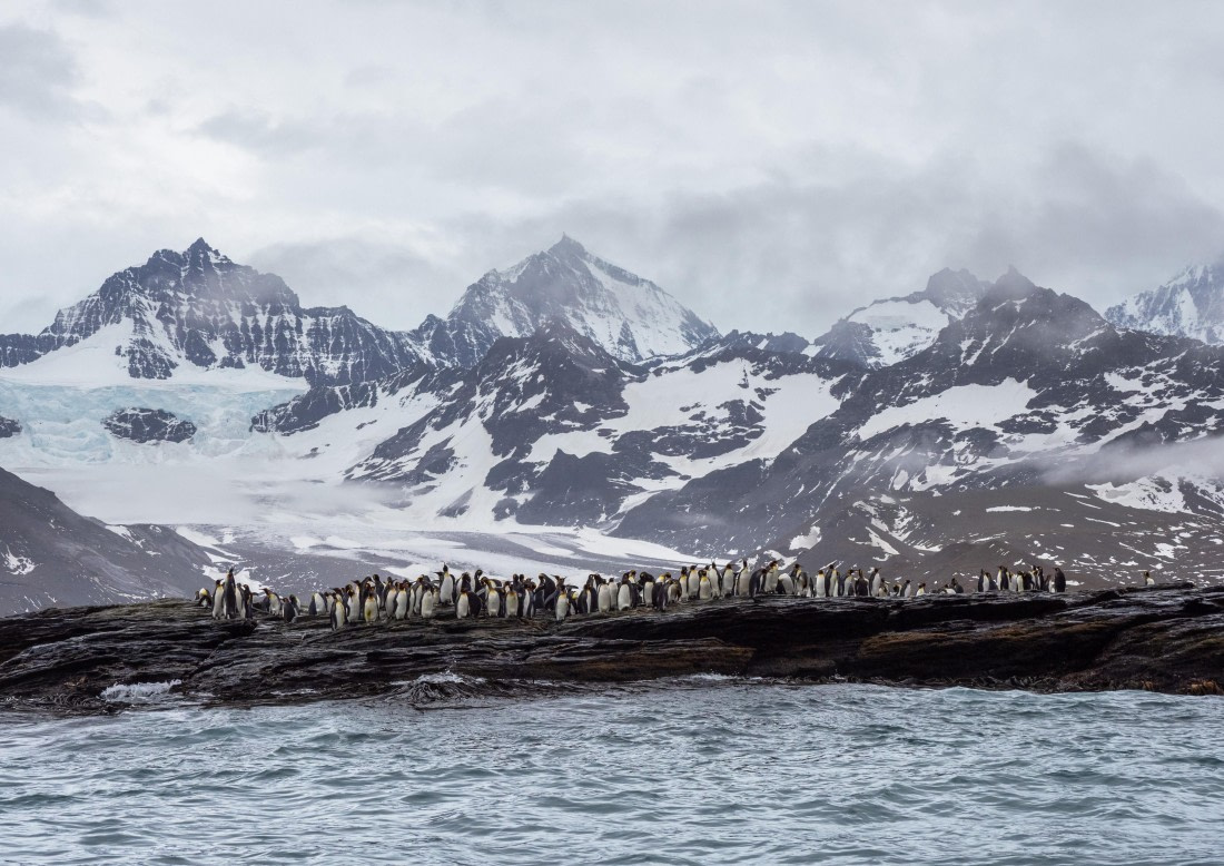 Penguin Colony St Andrew's Bay