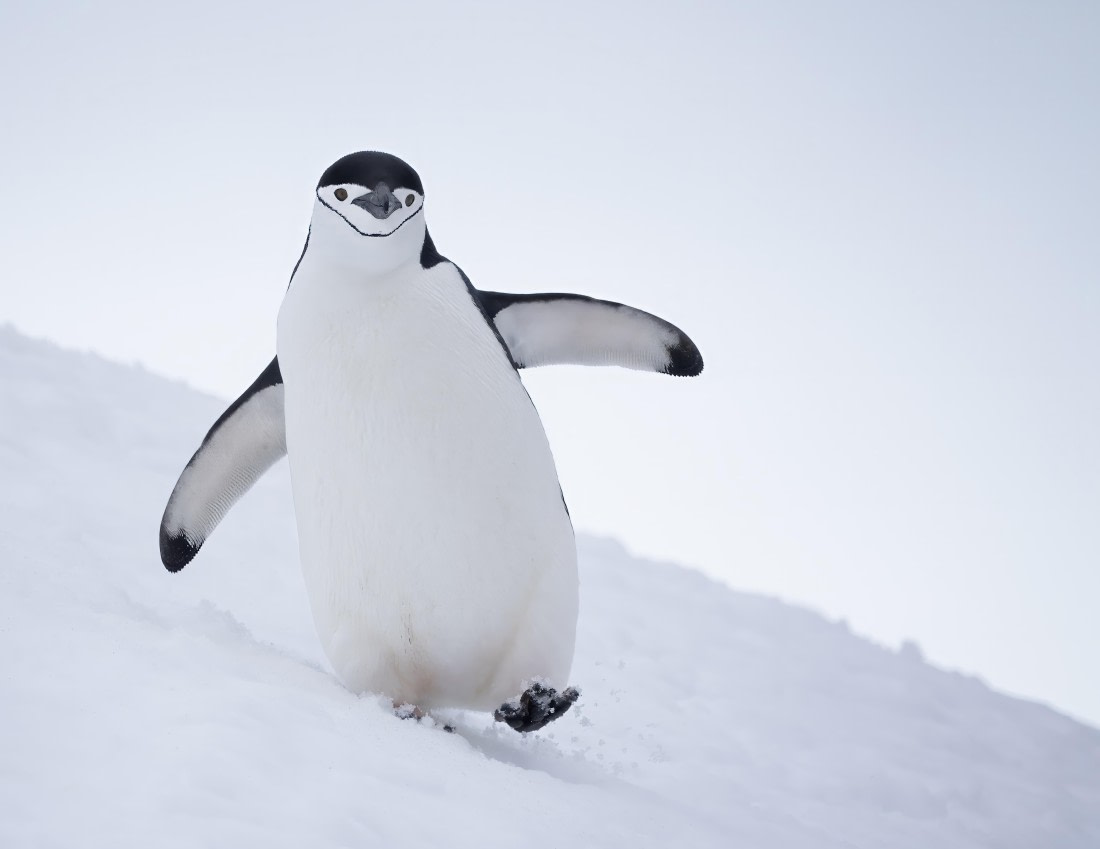 Chinstrap Penguin