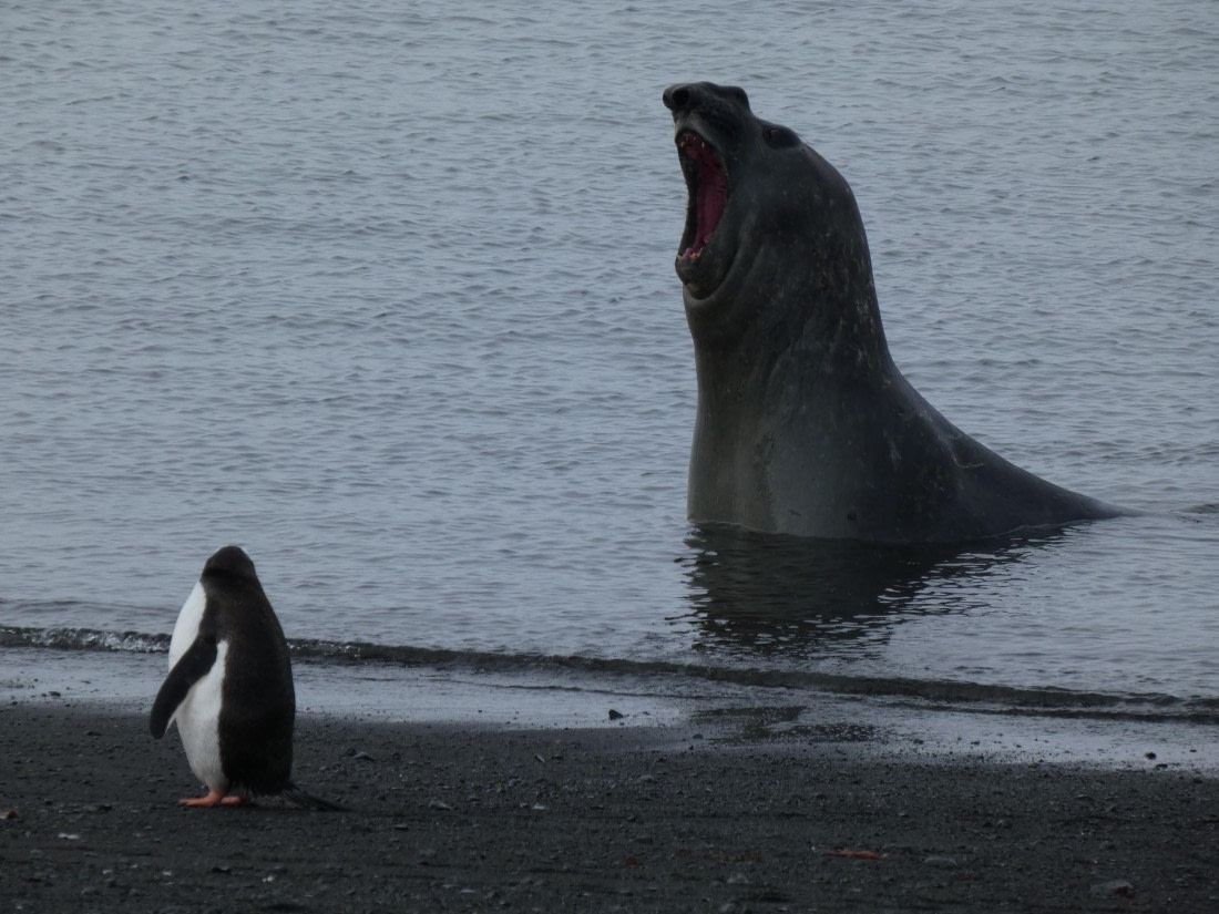 PLA28-25, Day 8, P1180259 © Ali Liddle - Oceanwide Expeditions.JPG