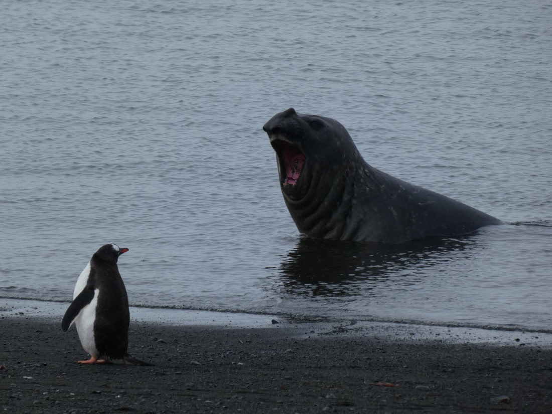 PLA28-25, Day 8, P1180260 © Ali Liddle - Oceanwide Expeditions.JPG