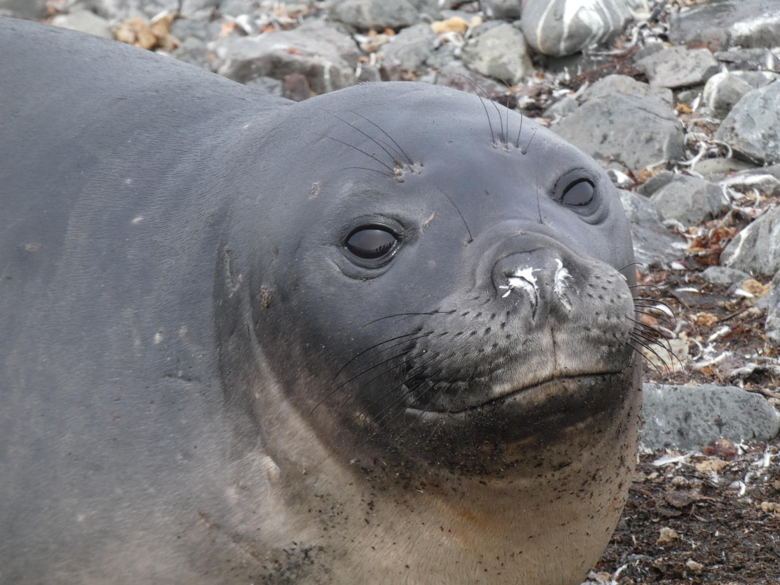 PLA28-25, Day 8, P1180261 © Ali Liddle - Oceanwide Expeditions.JPG