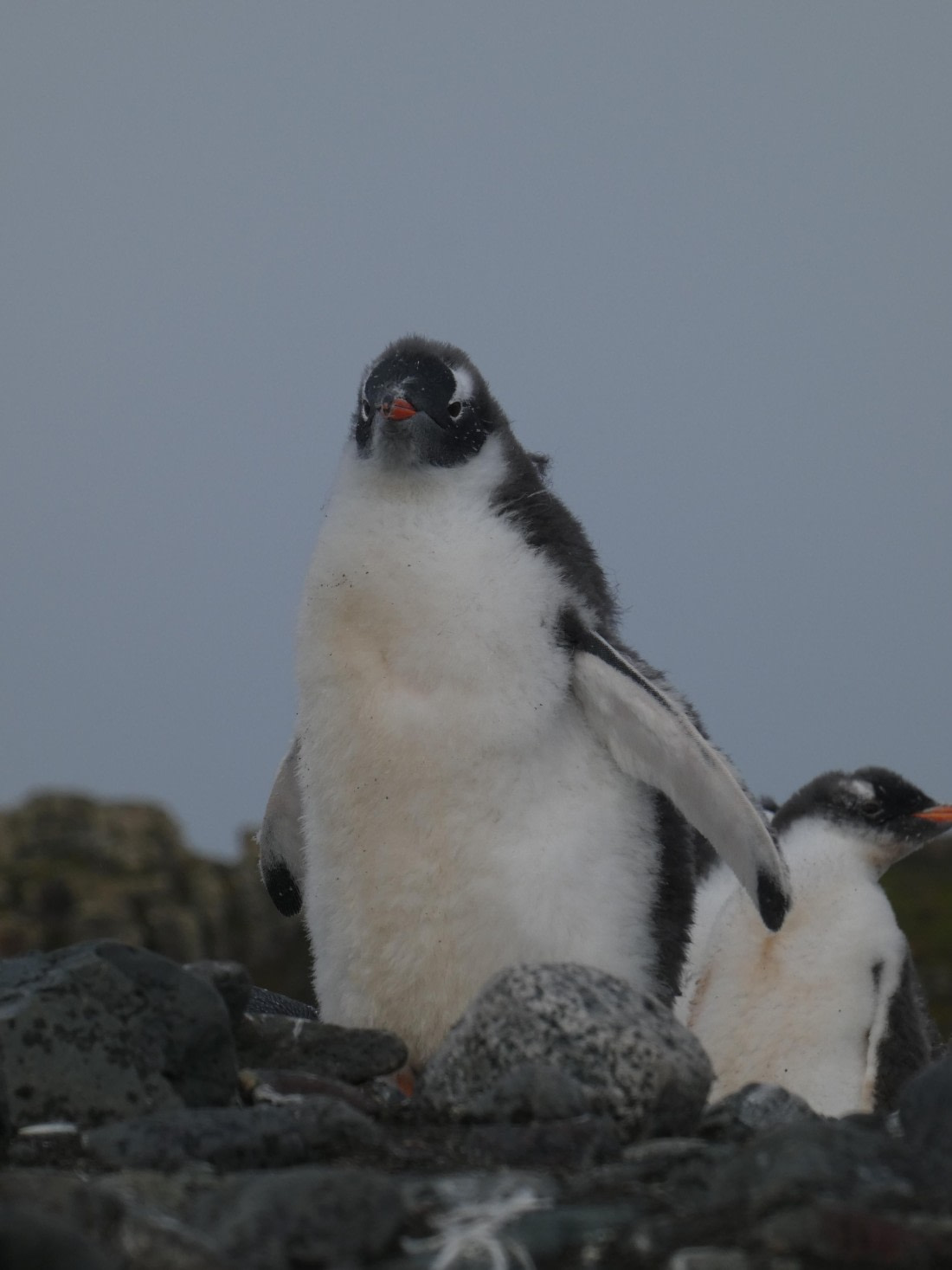 PLA28-25, Day 8, P1180266 © Ali Liddle - Oceanwide Expeditions.JPG
