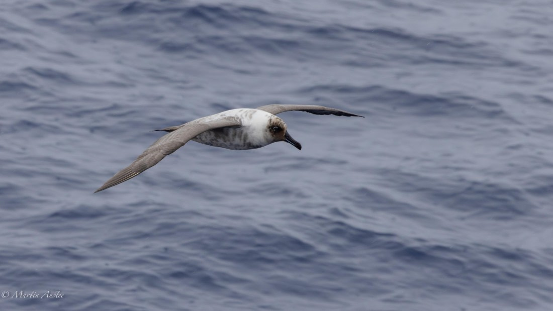 PLA28-25, Day 3, 088A7585 © Martin Anstee - Oceanwide Expeditions.jpg