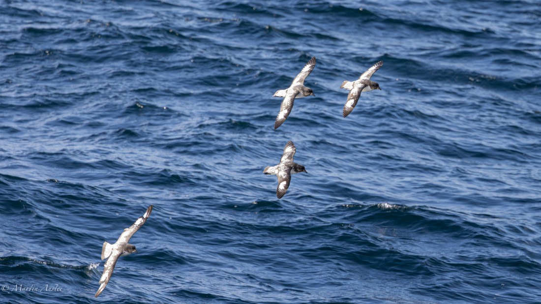 PLA28-25, Day 3, 088A7618 © Martin Anstee - Oceanwide Expeditions.jpg