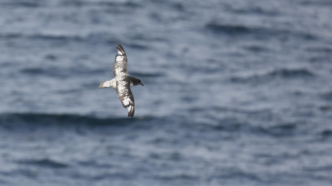 PLA28-25, Day 3, Regis PERDRIAT(8) © Regis Perdriat - Oceanwide Expeditions.JPG