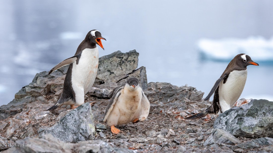 PLA28-25, Day 4, 088A7632 © Martin Anstee - Oceanwide Expeditions.jpg