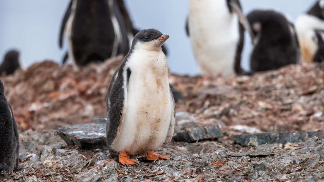 PLA28-25, Day 4, 088A7638 © Martin Anstee - Oceanwide Expeditions.jpg