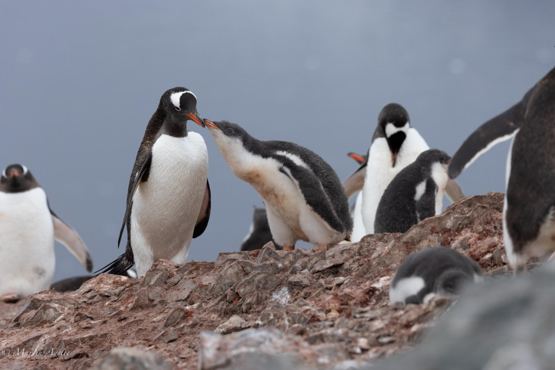 PLA28-25, Day 4, 088A7647 © Martin Anstee - Oceanwide Expeditions.jpg